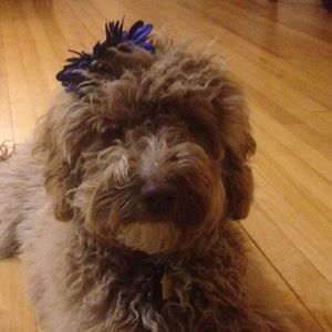 Meet your Posher, Sophia